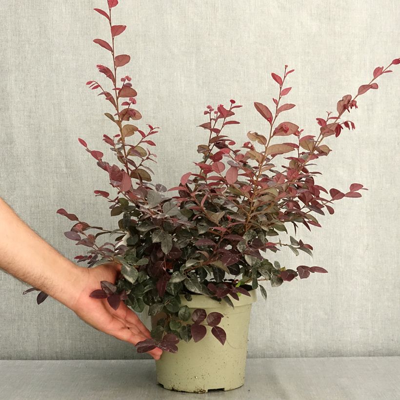 Exemplaar van Loropetalum chinense Plum Gorgeous - Chinese franjeboom Pot van 3 l/4 l zoals geleverd in de zomer