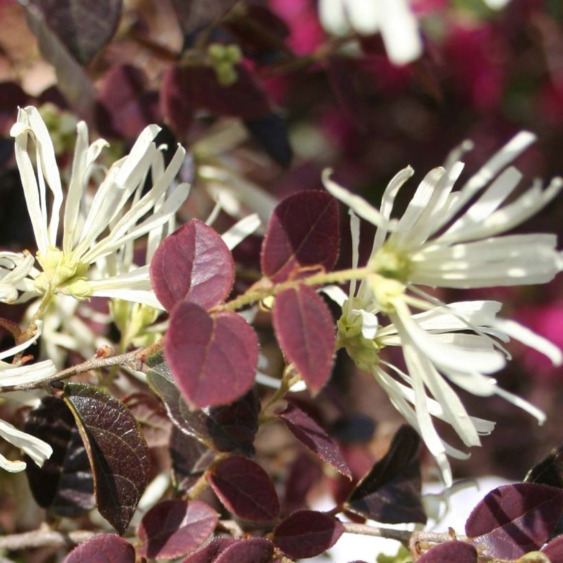 Loropetalum chinense Ruby Snow - Chinese franjeboom (Flowering)