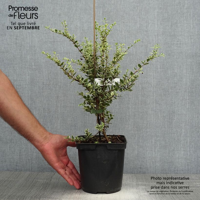 Exemplaar van Luma apiculata Glanleam Gold - Chileense mirte Pot van 3 l/4 l zoals geleverd in de herfst