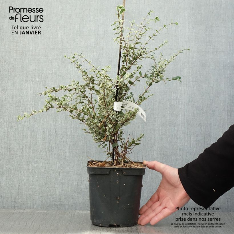 Example of Luma apiculata Glanleam Gold - Myrte du Chili Pot van 3 l/4 l as you get in hiver