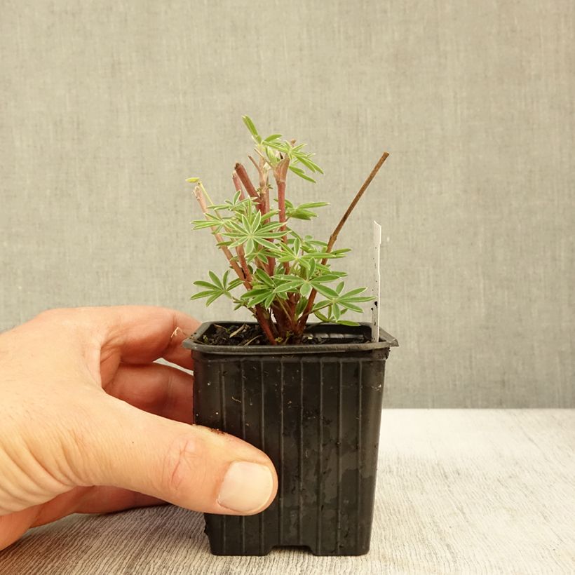 Exemplaar van Lupin arborescent - Lupinus arboreus Godet de 7/8 cm zoals geleverd in de herfst