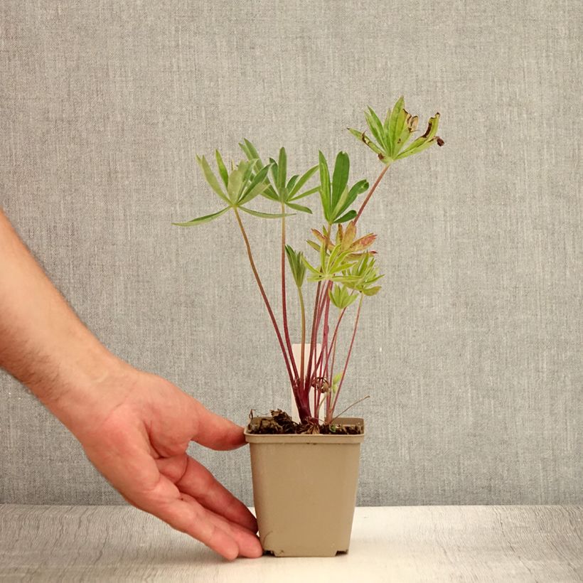 Exemplaar van Lupine Gallery Pink - Lupine Kweekpotje van 8/9 cm zoals geleverd in de zomer