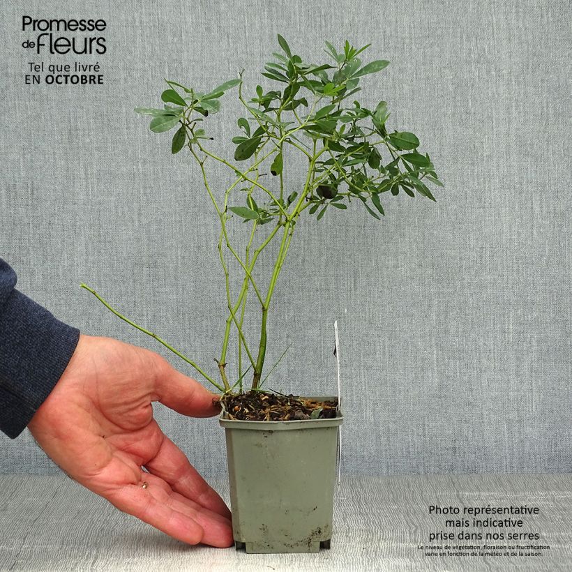 Exemplaar van Baptisia Purple Smoke - Blauwe valse indigo Kweekpotje van 8/9 cm zoals geleverd in de herfst