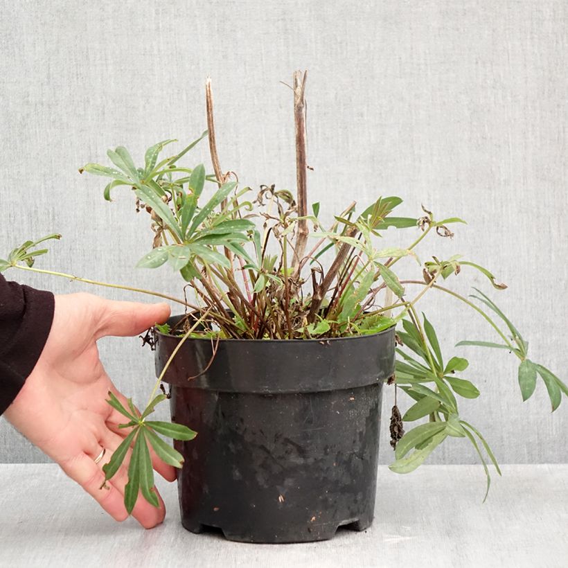 Exemplaar van Lupinus La Chatelaine Roze - Lupine Pot van 2 l/3 l zoals geleverd in de herfst