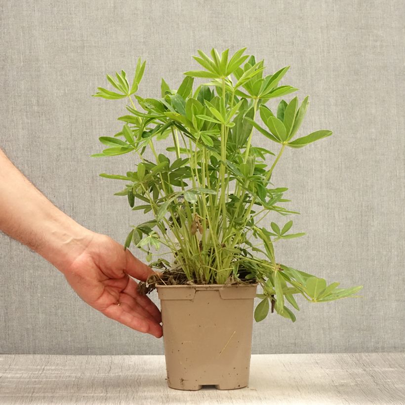 Example of Lupin Le Chandelier jaune Pot van 2 l/3 l as you get in printemps