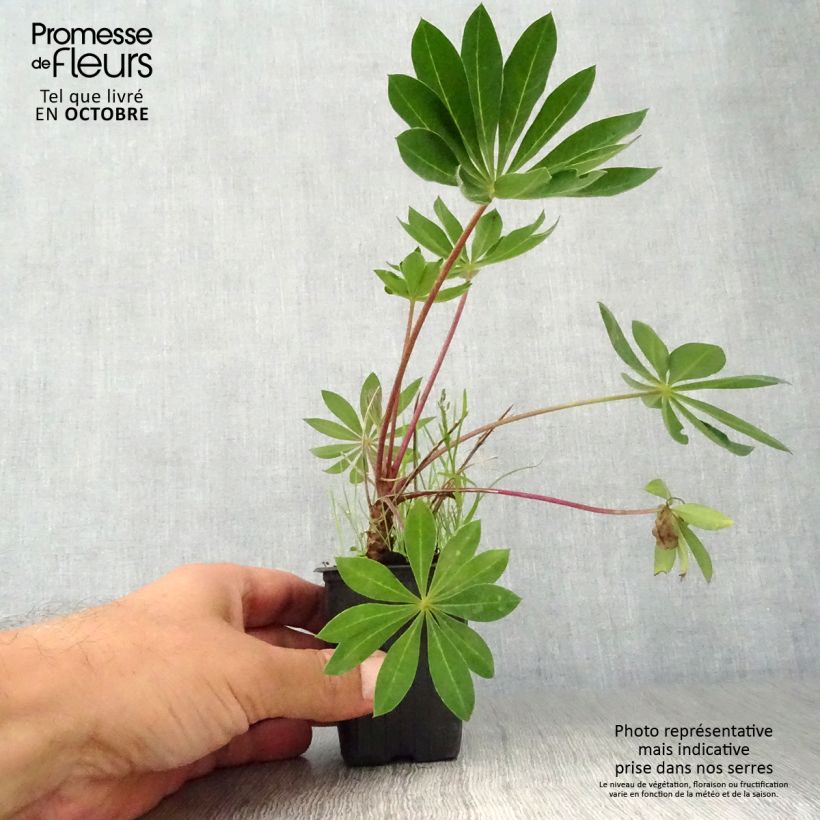 Exemplaar van Lupinus My Castle rood - Lupine Kweekpotje van 7/8 cm zoals geleverd in de herfst