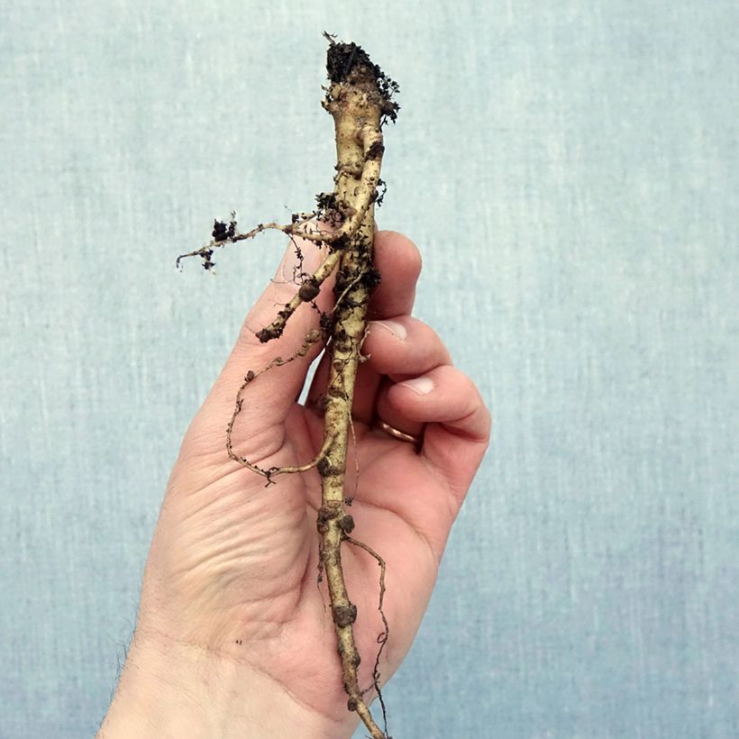 Example of Lupin Mon Chateau (My Castle) rouge Naakte wortel as you get in hiver