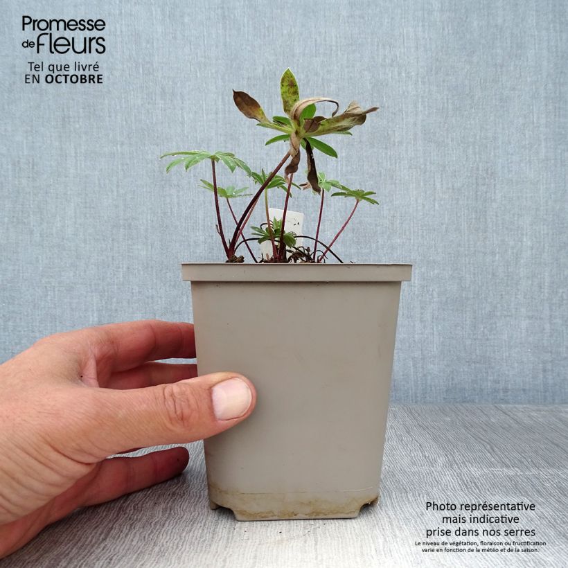 Exemplaar van Lupine West Country Red Rum - Lupine Pot van 10 cm/11 cm zoals geleverd in de herfst