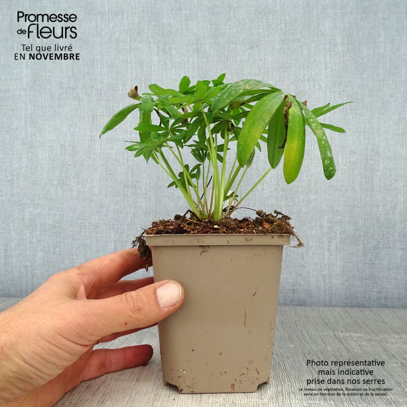 Exemplaar van Lupinus West Country Terracotta - Lupine Pot van 10 cm/11 cm zoals geleverd in de herfst