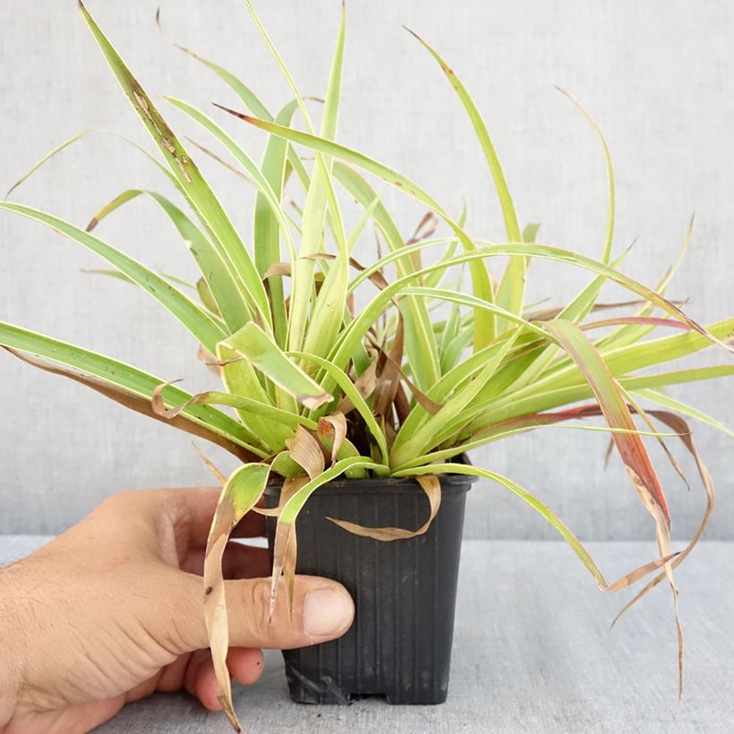 Exemplaar van Luzula sylvatica Marginata - Grote veldbies Kweekpotje van 8/9 cm zoals geleverd in de zomer