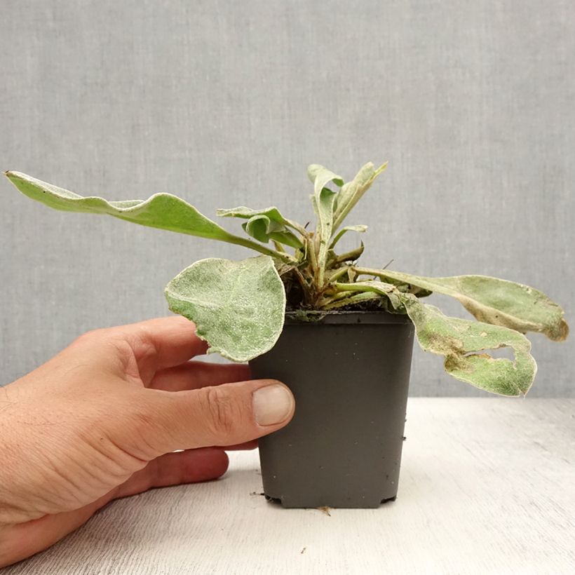 Exemplaar van Lychnis coronaria Alba - Prikneus Kweekpotje van 8/9 cm zoals geleverd in de zomer