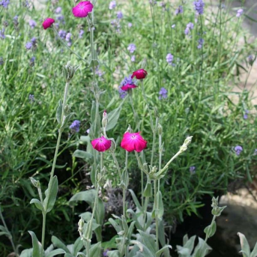 Lychnis coronaria - Prikneus (Plant habit)