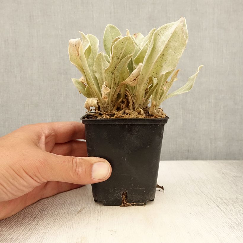 Exemplaar van Lychnis coronaria Atrosanguinea - Prikneus Kweekpotje van 8/9 cm zoals geleverd in de zomer