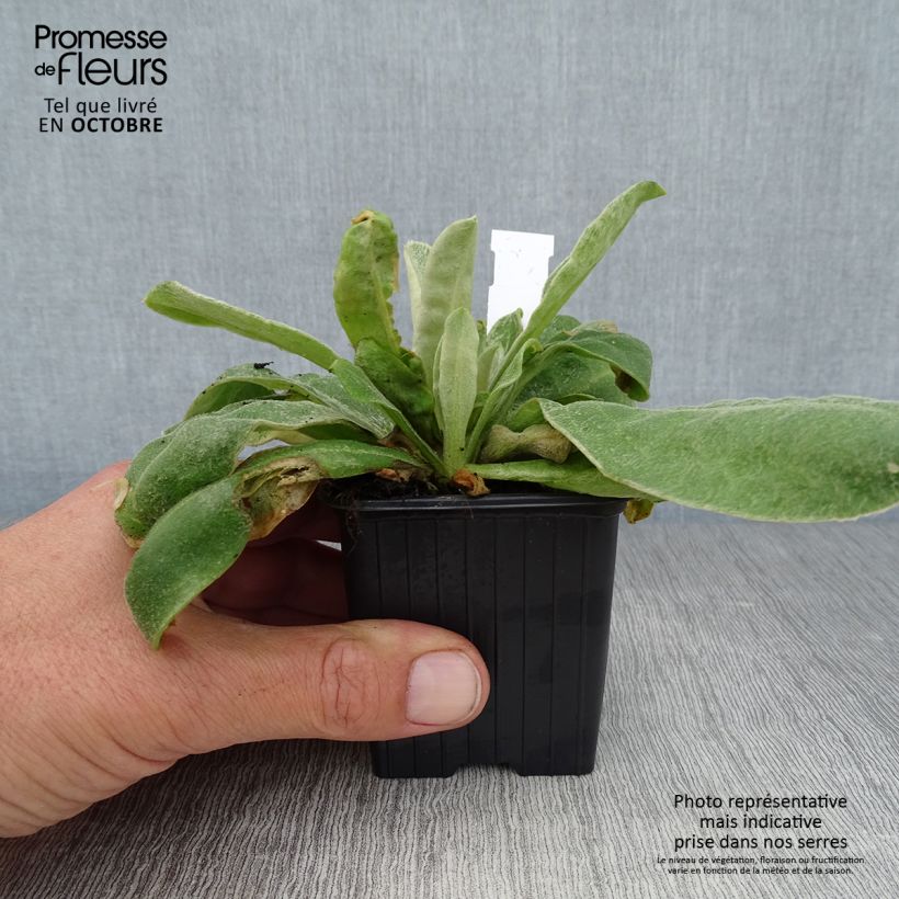 Exemplaar van Lychnis coronaria - Prikneus Kweekpotje van 8/9 cm zoals geleverd in de herfst