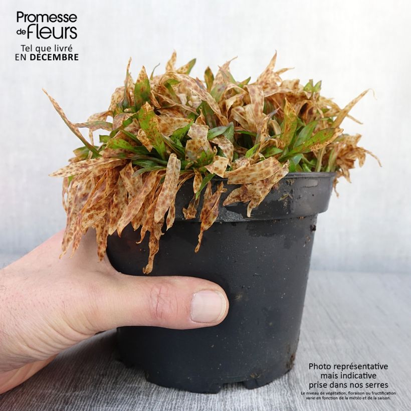Exemplaar van Lychnis flos-cuculi Jenny - Echte koekoeksbloem Pot van 2 l/3 l zoals geleverd in de herfst