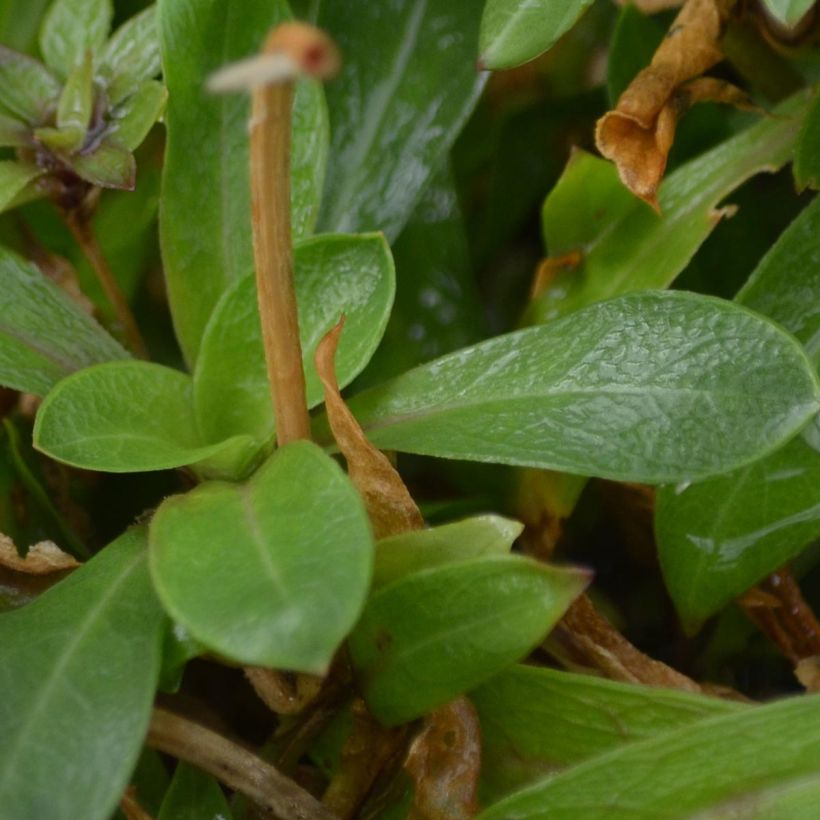 Lychnis flos-cuculi - Echte koekoeksbloem (Foliage)