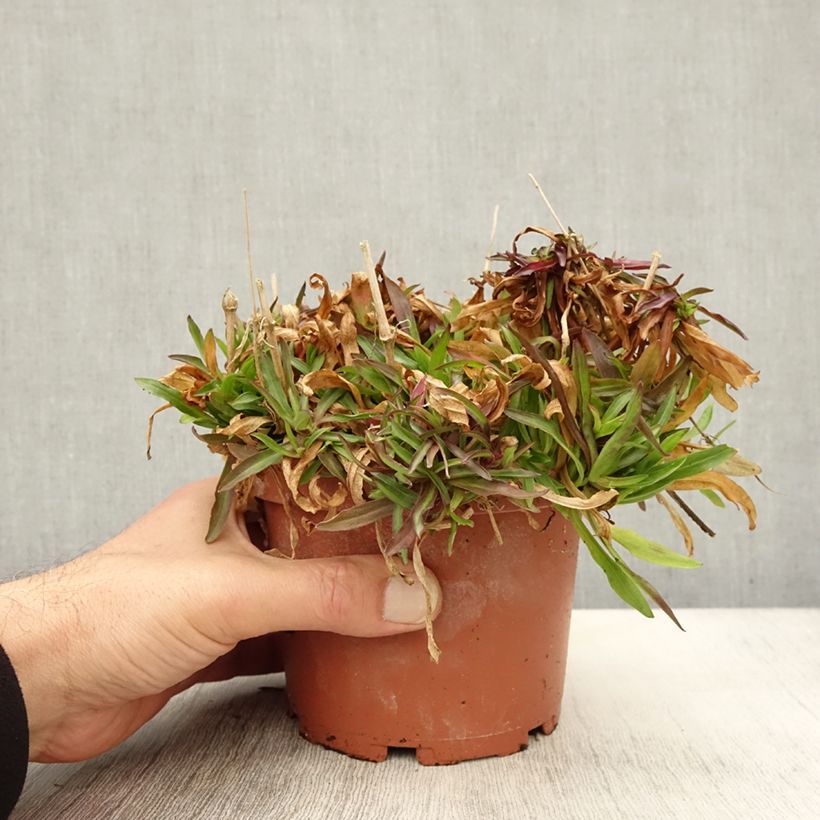 Exemplaar van Lychnis flos-cuculi Petit Henri - Echte koekoeksbloem Pot van 1,5 l/2 l zoals geleverd in de herfst