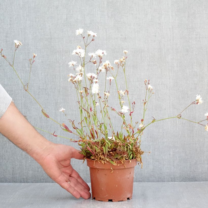 Exemplaar van Lychnis flos-cuculi Petit Henri - Echte koekoeksbloem Pot van 1,5 l/2 l zoals geleverd in de lente