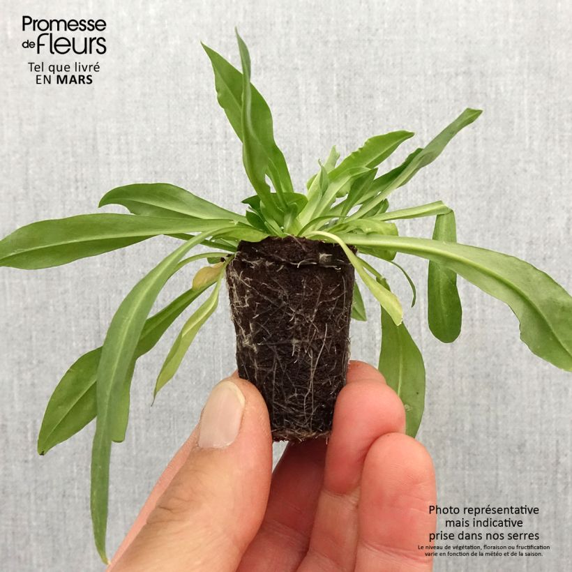 Exemplaar van Lychnis flos cuculi Petite Jenny - Oeillet des prés Mini-motte Ø 3/4 cm zoals geleverd in de lente