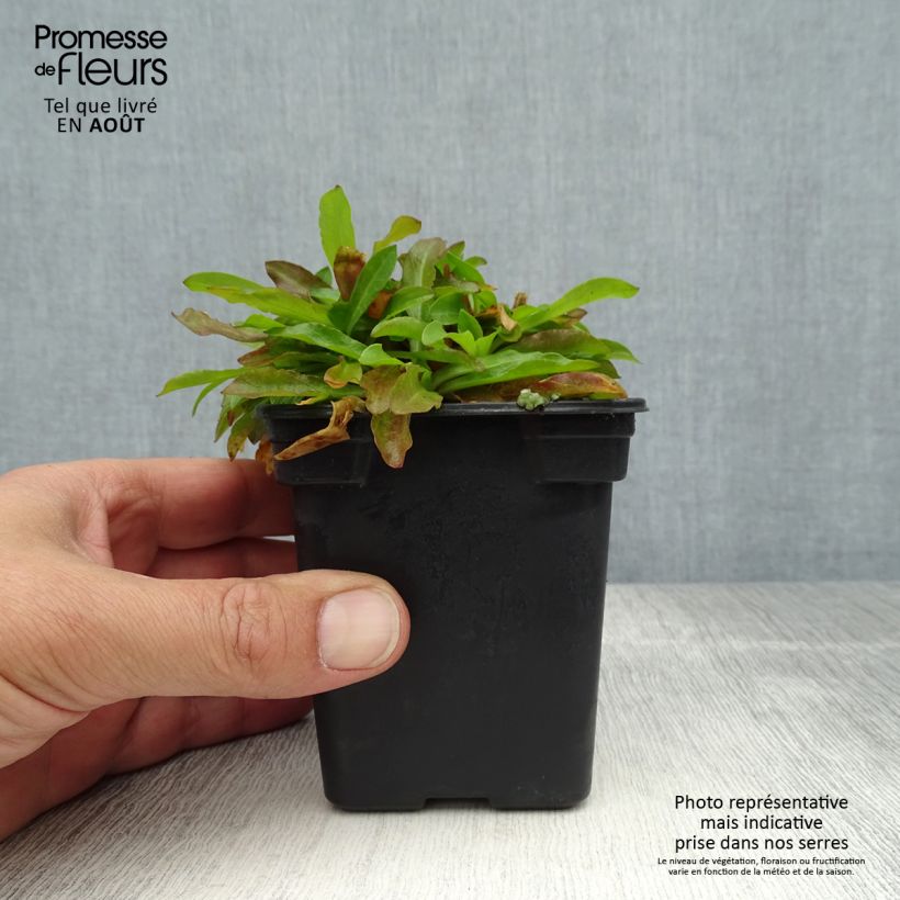 Exemplaar van Lychnis flos-cuculi White Robin - Echte koekoeksbloem Kweekpotje van 7/8 cm zoals geleverd in de zomer