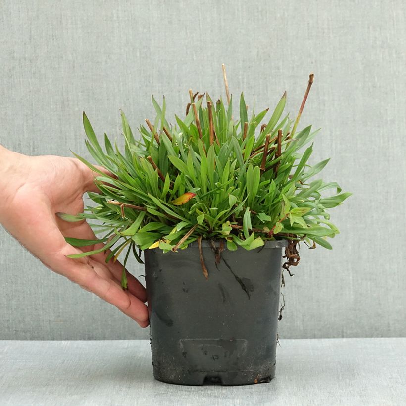 Exemplaar van Lychnis viscaria Plena - Rode pekanjer Pot van 2 l/3 l zoals geleverd in de zomer