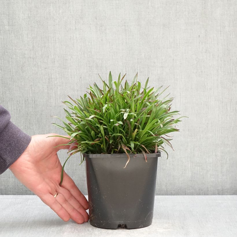 Exemplaar van Lychnis viscaria Plena - Rode pekanjer Pot van 2 l/3 l zoals geleverd in de lente