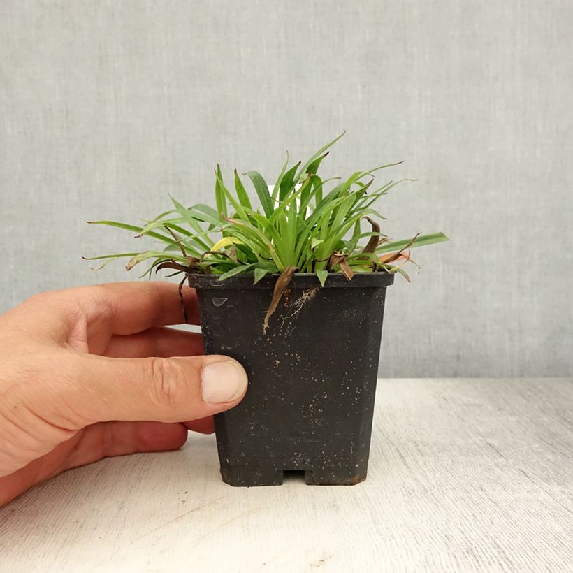 Exemplaar van Lychnis viscaria Splendens - Rode pekanjer Kweekpotje van 8/9 cm zoals geleverd in de zomer