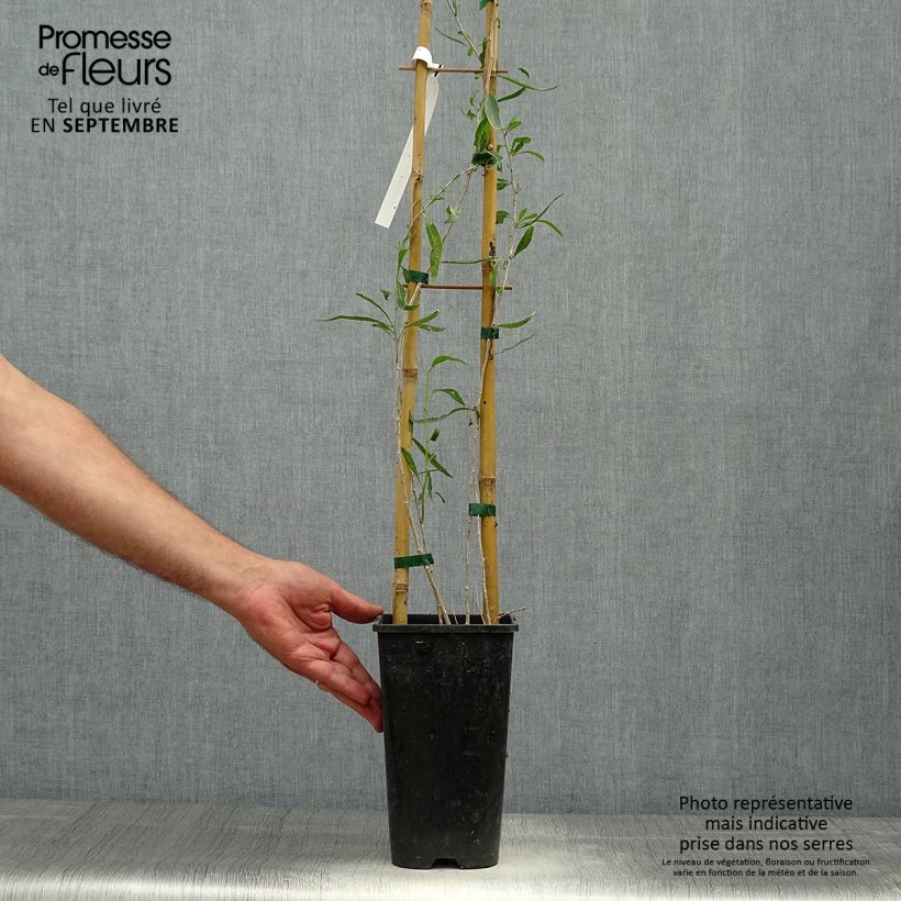 Exemplaar van Lycium chinensis - Goji de Chine Pot de 2L/3L zoals geleverd in de herfst