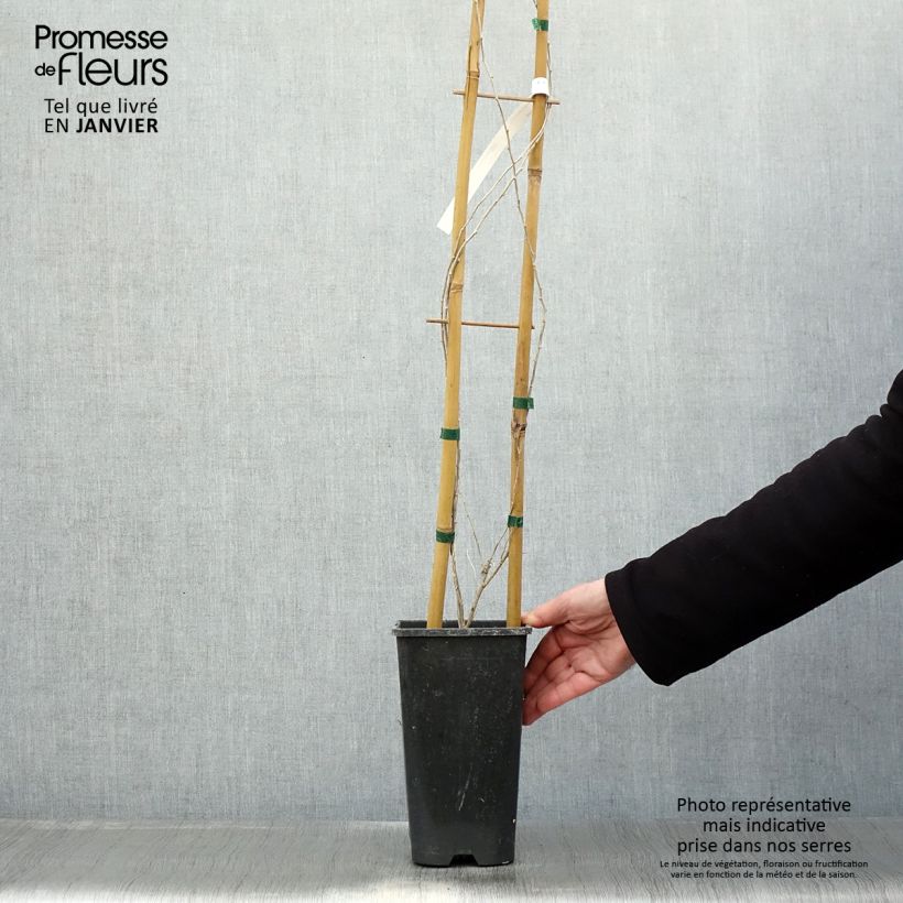 Exemplaar van Chinese boksdoorn - Lycium chinense Pot van 2 l/3 l zoals geleverd in de winter