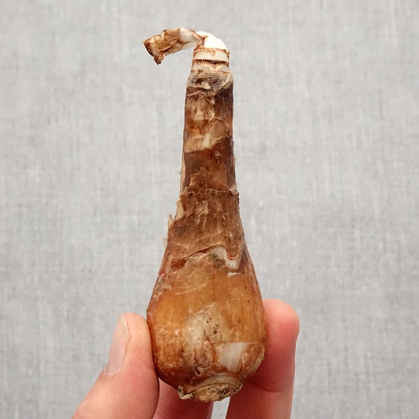 Example of Lycoris aurea - Lis araignée jaune. Bol size I as you get in printemps