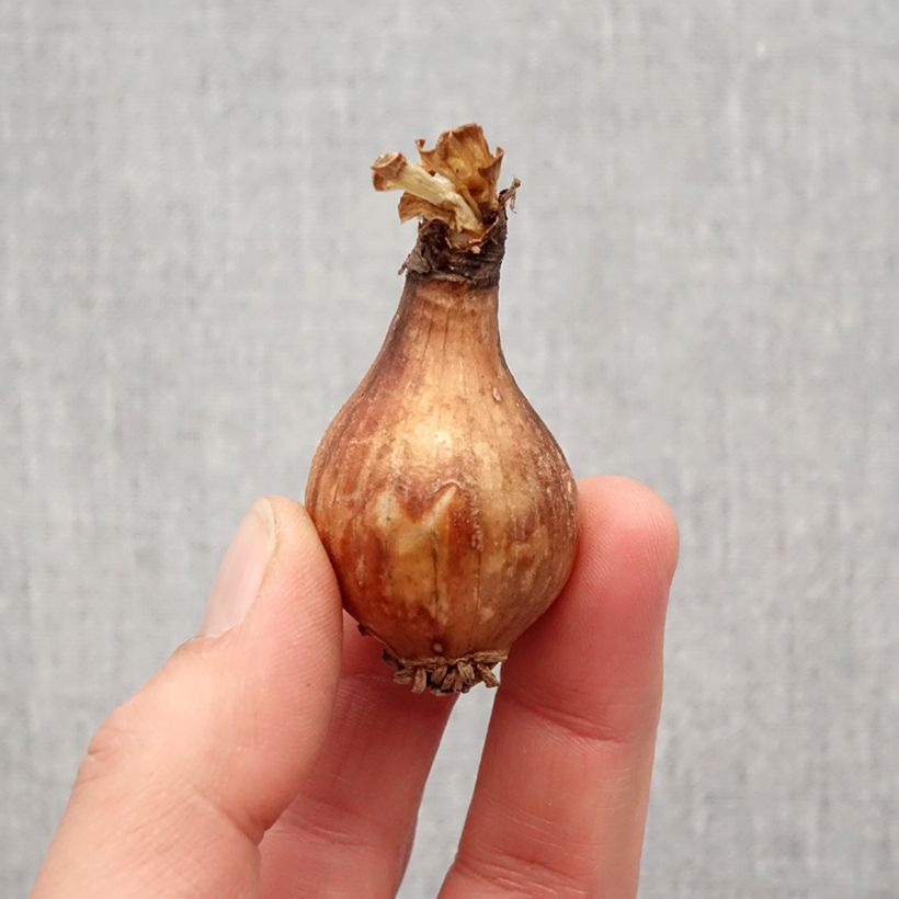 Example of Lycoris radiata - Lis araignée rouge Bol size I as you get in printemps