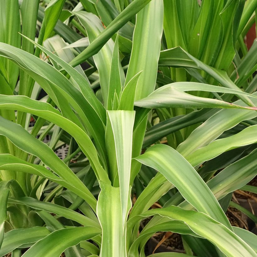 Beschorneria albiflora - Mexicaanse lelie (Blad)