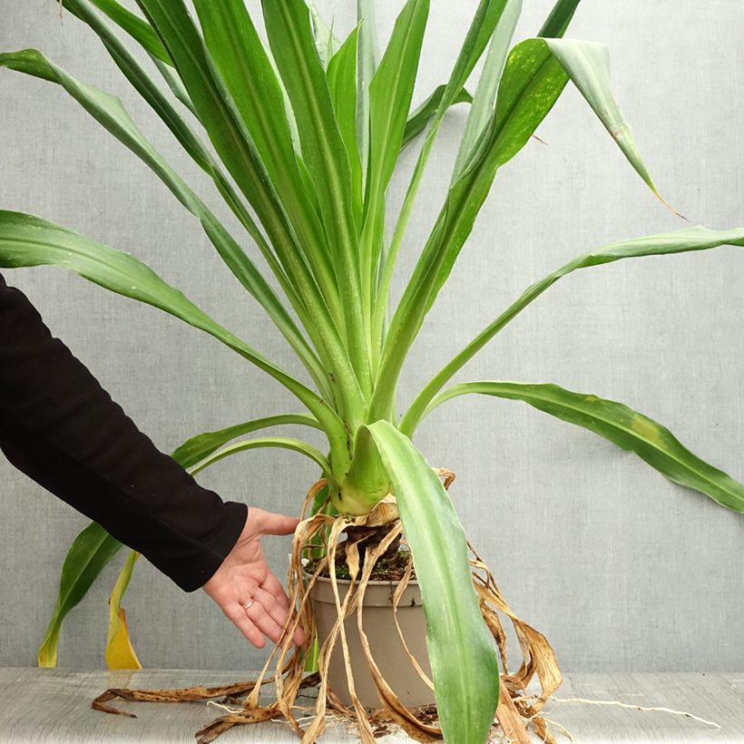 Exemplaar van Beschorneria albiflora - Mexicaanse lelie Pot van 3 l/4 l zoals geleverd in de herfst