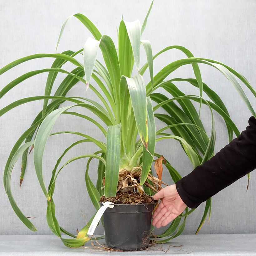 Example of Lys du Mexique à fleurs blanches - Beschorneria albiflora Pot van 3 l/4 l as you get in hiver