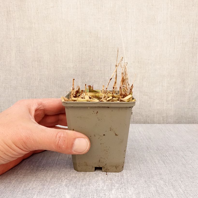 Exemplaar van Tricyrtis formosana Autumn Glow - Paddenlelie Kweekpotje van 8/9 cm zoals geleverd in de lente