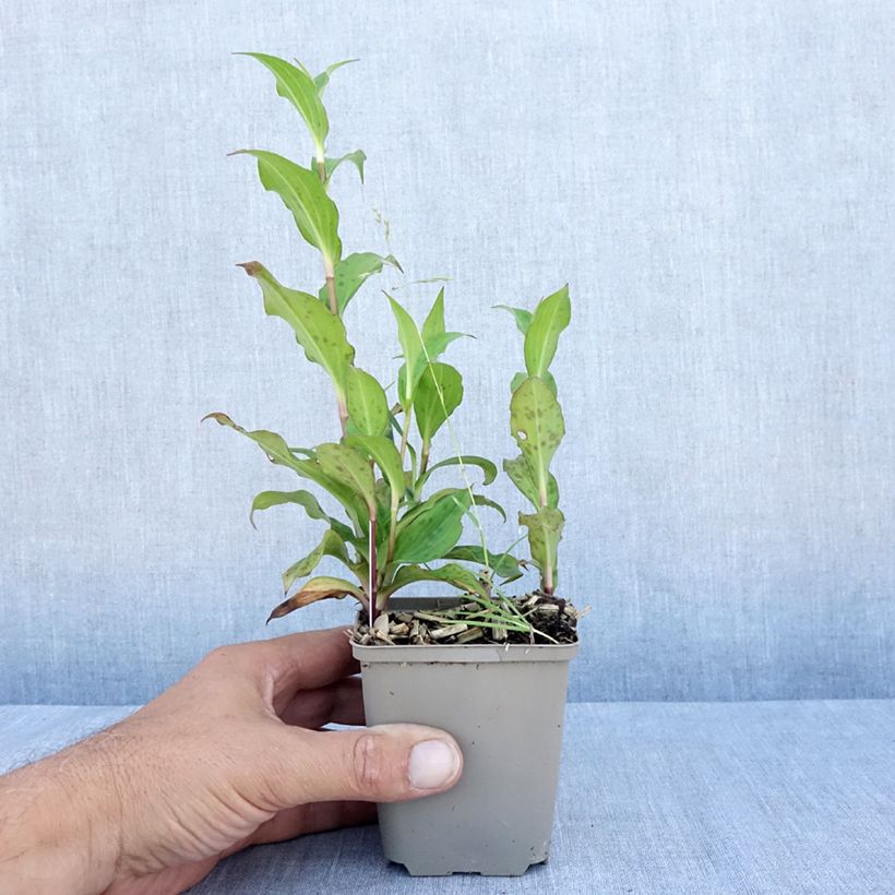 Exemplaar van Tricyrtis formosana Dark Beauty - Paddenlelie Kweekpotje van 8/9 cm zoals geleverd in de zomer