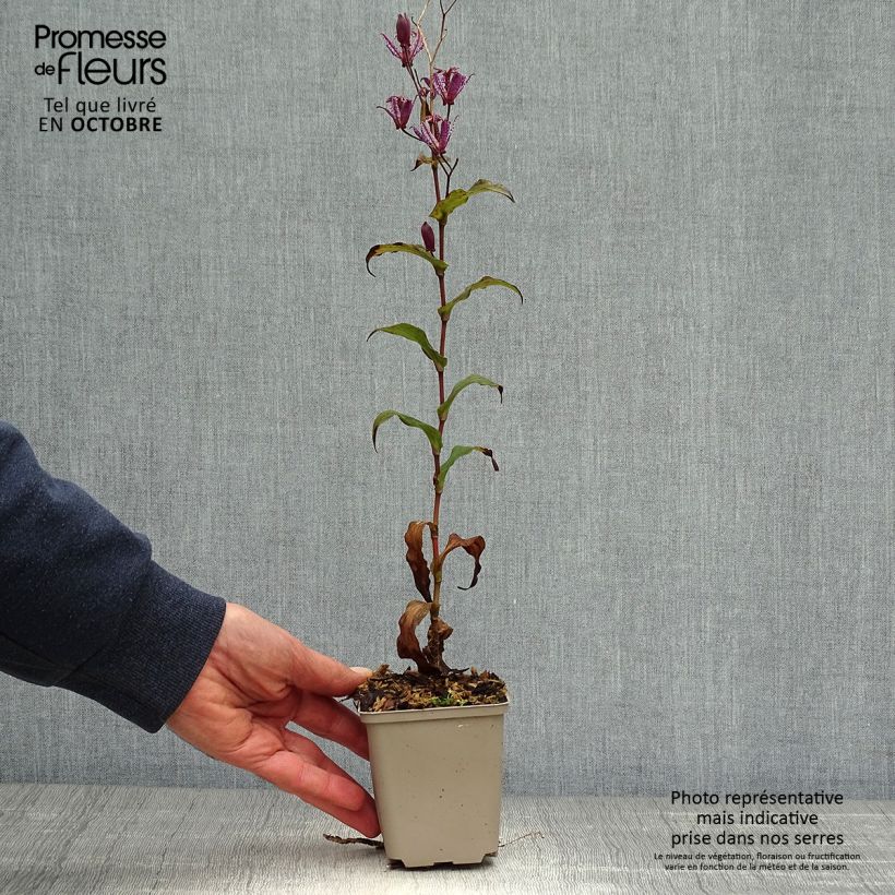 Exemplaar van Tricyrtis formosana Dark Beauty - Paddenlelie Kweekpotje van 8/9 cm zoals geleverd in de herfst