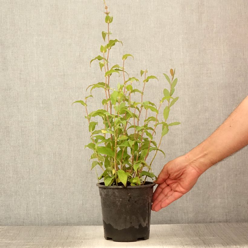 Exemplaar van Tricyrtis formosana Dark Beauty - Paddenlelie Pot van 2 l/3 l zoals geleverd in de zomer