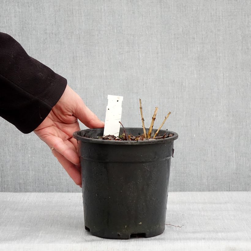 Example of Tricyrtis formosana Dark Beauty - Paddenlelie Pot van 2 l/3 l as you get in hiver