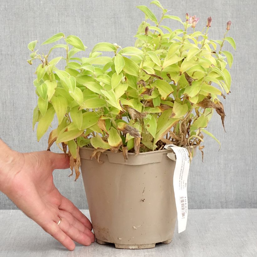 Exemplaar van Tricyrtis formosana Pink Freckles - Paddenlelie Pot van 2 l/3 l zoals geleverd in de zomer