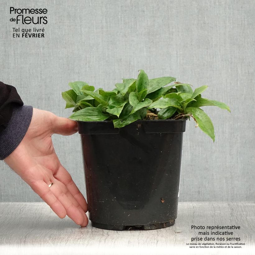 Example of Lys orchidée - Tricyrtis formosana Pink Freckles Pot van 2 l/3 l as you get in hiver