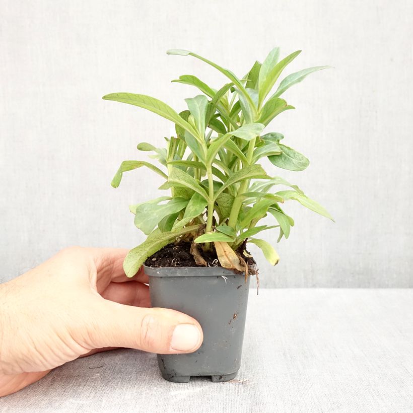 Exemplaar van Lysimachia ephemerum - Wilgenbladwederik Kweekpotje van 8/9 cm zoals geleverd in de herfst
