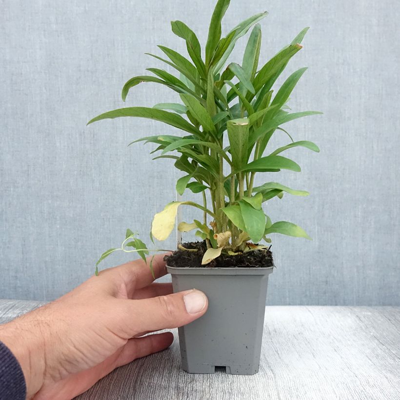 Exemplaar van Lysimachia ephemerum - Wilgenbladwederik Kweekpotje van 8/9 cm zoals geleverd in de zomer