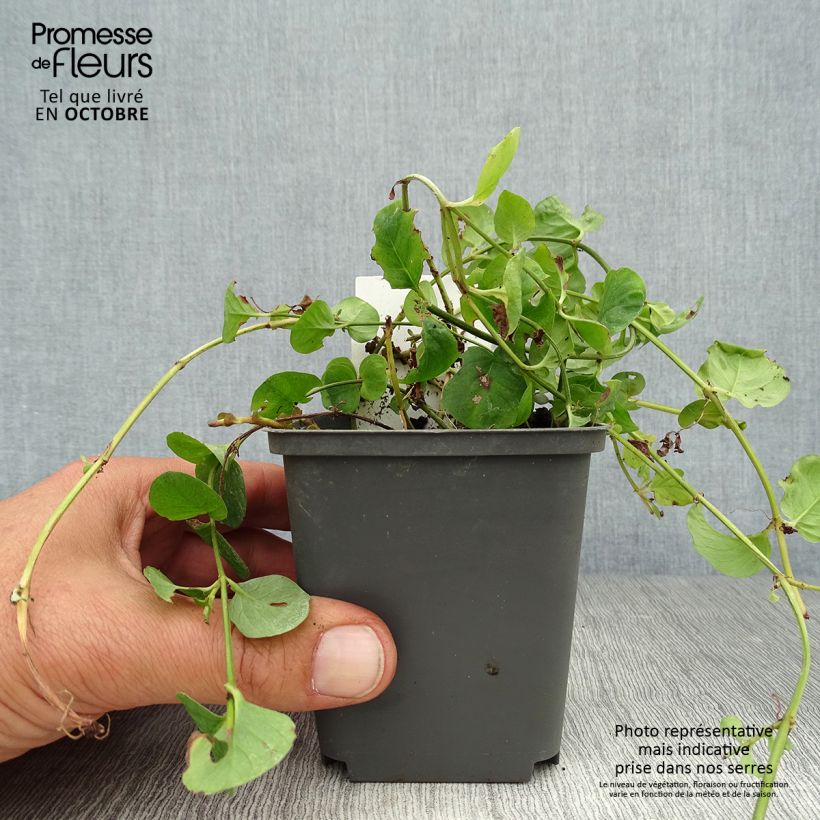 Exemplaar van Lysimachia nummularia - Penningkruid Kweekpotje van 8/9 cm zoals geleverd in de herfst