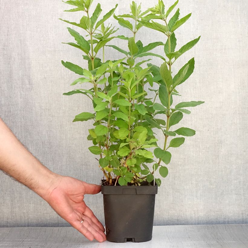 Exemplaar van Lysimachia punctata - Puntwederik Pot van 2 l/3 l zoals geleverd in de zomer