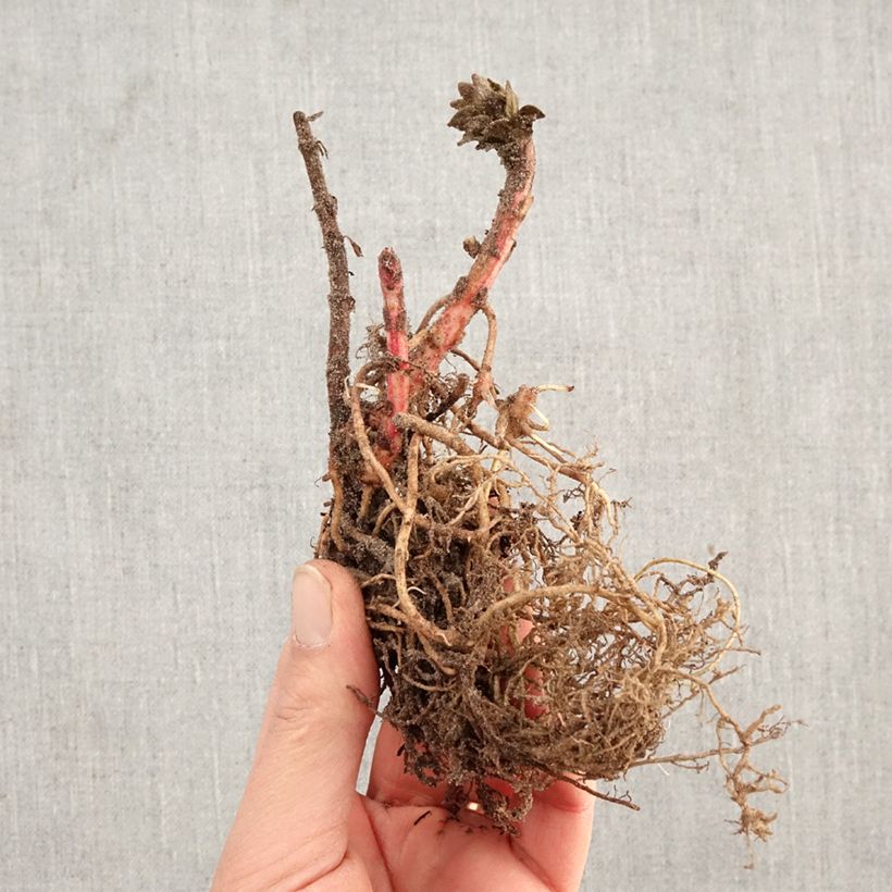 Exemplaar van Lysimachia punctata - Puntwederik Naakte wortel zoals geleverd in de winter