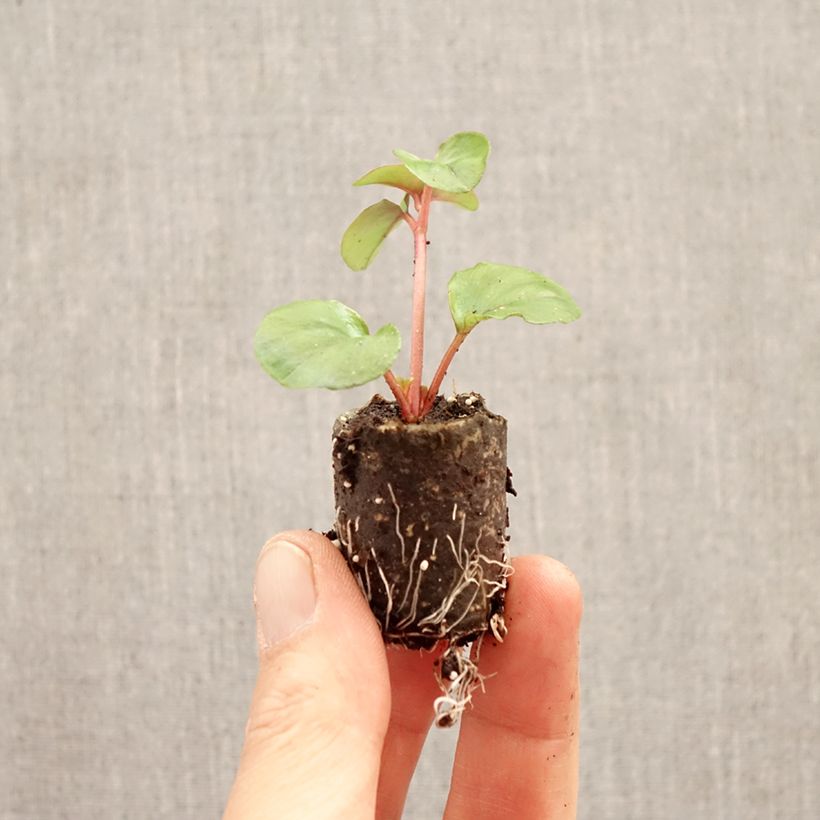 Exemplaar van Lysimachia Sunburst - Kruipende wederik Mini-mot Ø 3/4 cm zoals geleverd in de lente