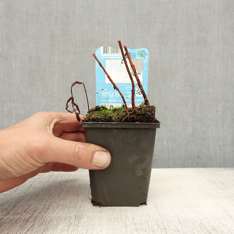 Exemplaar van Lysimachia thyrsiflora - Moeraswederik Kweekpotje van 8/9 cm zoals geleverd in de herfst