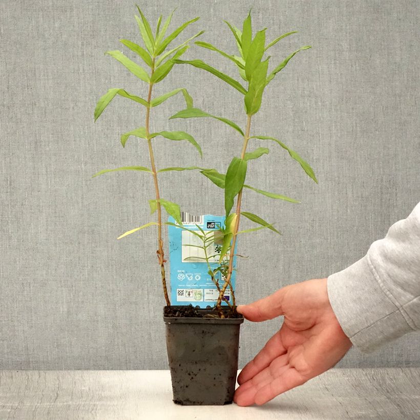Exemplaar van Lysimachia thyrsiflora - Moeraswederik Kweekpotje van 8/9 cm zoals geleverd in de zomer