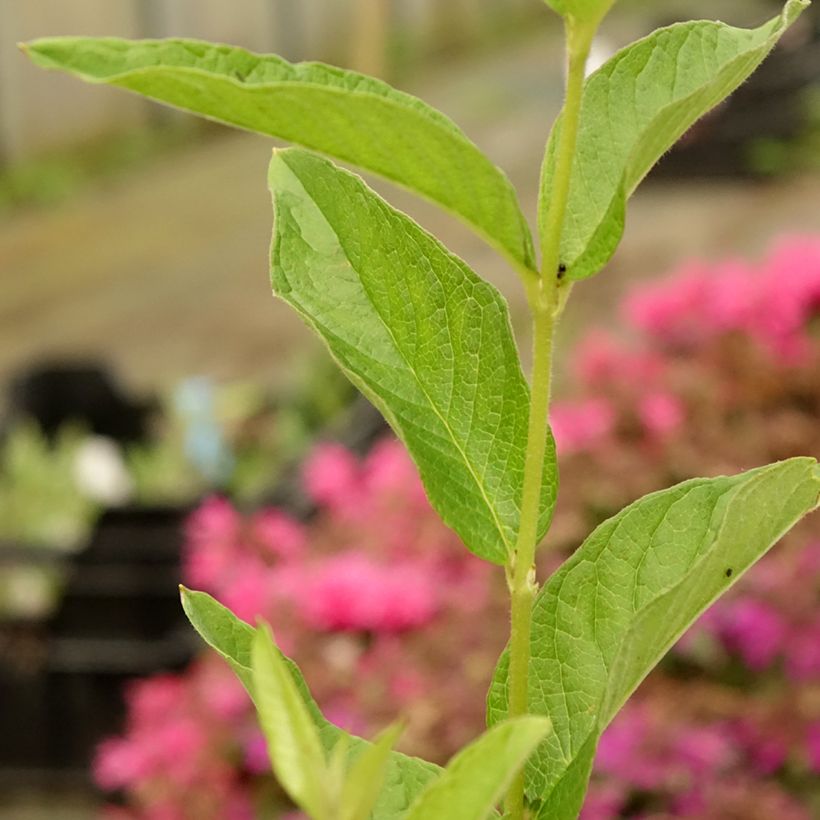 Lysimachia vulgaris - Grote wederik (Blad)